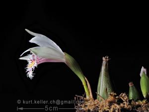 Pleione humilis