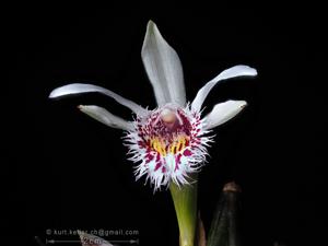 Pleione humilis