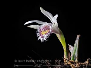 Pleione humilis