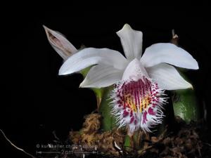 Pleione humilis