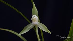 Cymbidium goeringii