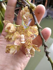 Phalaenopsis kapuasensis