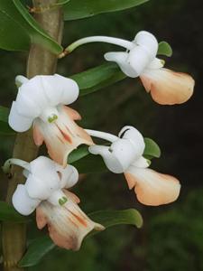 Dendrobium ellipsophyllum