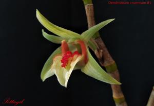 Dendrobium cruentum