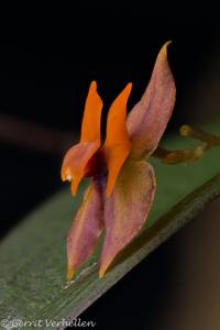 Lepanthes eciliata