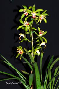 Cymbidium hookerianum