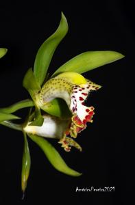 Cymbidium hookerianum