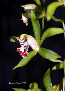 Cymbidium hookerianum