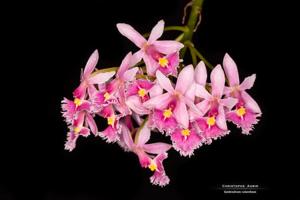 Epidendrum calanthum