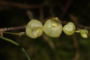 Stelis glomerosa