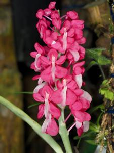 Dyakia hendersoniana