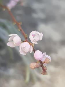 Sarcochilus ceciliae