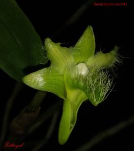 Dendrobium terengganuensis