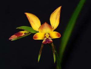 Diuris amplissima