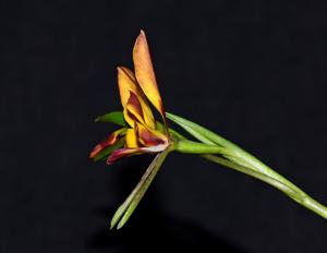 Diuris amplissima