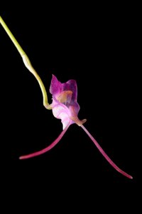 Porroglossum amethystinum