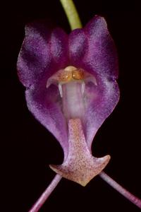 Porroglossum amethystinum