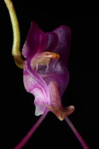 Porroglossum amethystinum