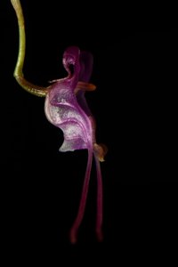 Porroglossum amethystinum