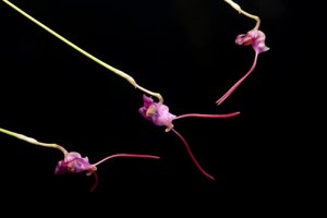 Porroglossum amethystinum