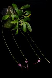 Porroglossum amethystinum