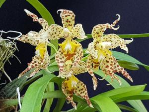 Oncidium gloriosum