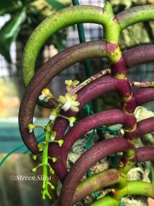 Cleisostoma arietinum