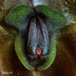 Lepanthes gargoyla