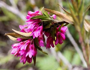 Dendrobium crenatifolium