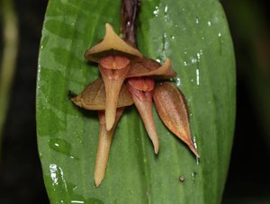 Pleurothallis nephroglossa