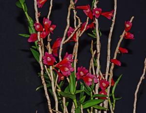 Dendrobium convexipes