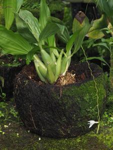 Coelogyne bilamellata