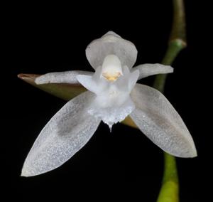 Coelogyne bilamellata