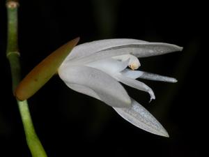 Coelogyne bilamellata