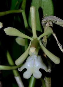 Epidendrum coronatum