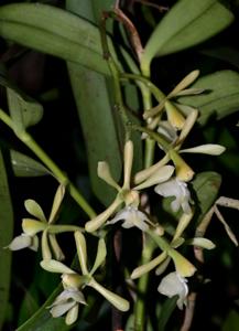 Epidendrum coronatum