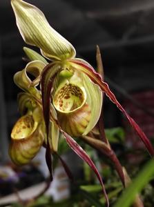 Phragmipedium caricinum