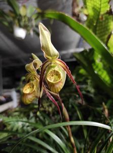 Phragmipedium caricinum