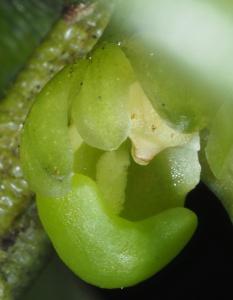 Adenoncos triloba