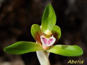 Cymbidium goeringii