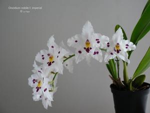 Oncidium nobile