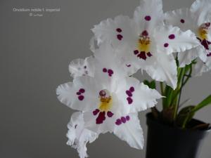 Oncidium nobile