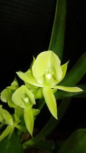 Epidendrum coriifolium