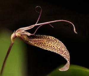 Restrepia dodsonii