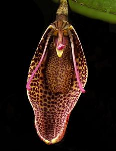 Restrepia sanguinea