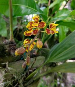 Rudolfiella aurantiaca