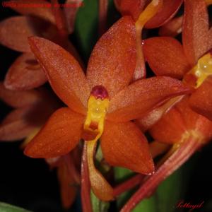 Vanda ampullacea