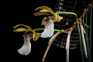 Scuticaria salesiana