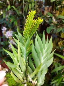 Ornithocephalus ecuadorensis