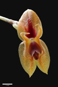 Lepanthes thalia